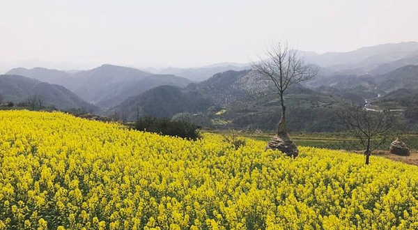 桐兴生态观光园