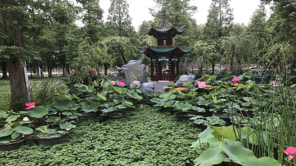 大观公园第 33 张图片