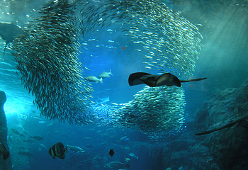 新江之岛水族馆第 10 张图片