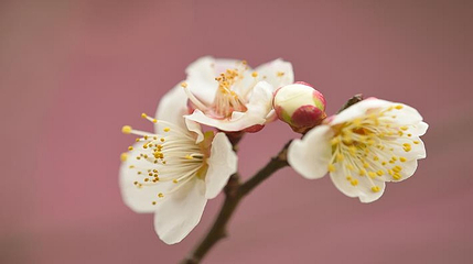 花开海上生态园第 88 张图片