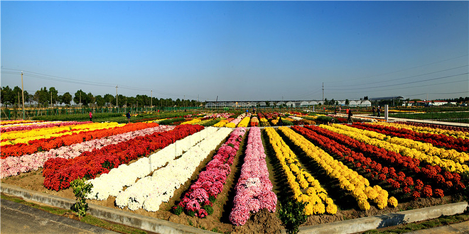 南京湖熟现代农业示范区