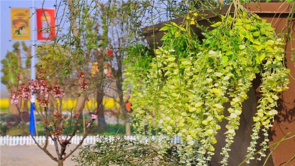 沔州百万花海风景区第 23 张图片