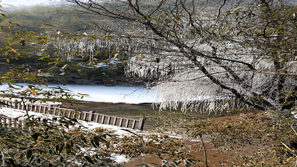 鲸鱼沟竹海风景区第 31 张图片