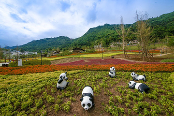 龙茶花海第 7 张图片