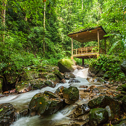 莫里热带雨林景区
