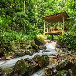 莫里热带雨林景区