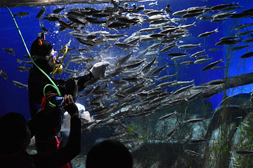 千岁水族馆第 13 张图片