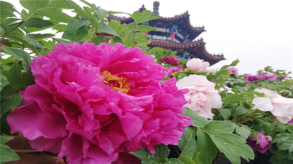 青岛国际牡丹产业园第 5 张图片