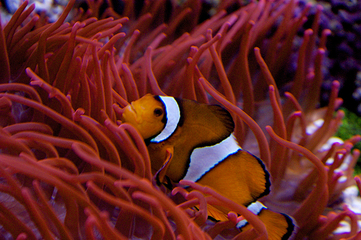 伯恩茅斯水族馆第 9 张图片