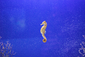 奥杜邦美洲水族馆第 9 张图片