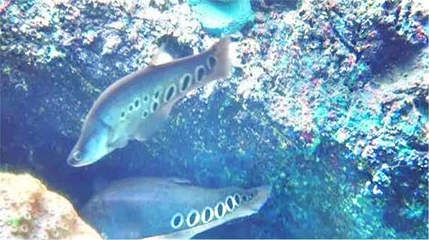 海洋世界第 1 张图片