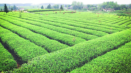 中国西部茶海之心景区第 1 张图片
