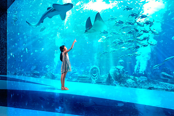 三亚亚特兰蒂斯失落的空间水族馆第 83 张图片