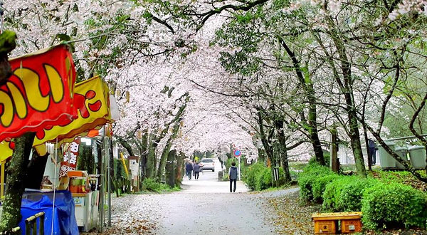 秋月杉马场道路