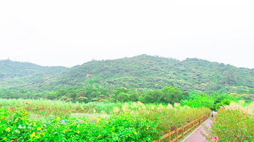 黄山鲁森林公园