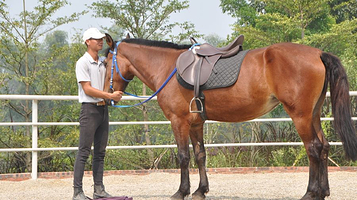 凤凰河马术俱乐部