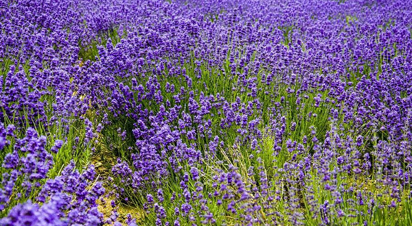 紫苏丽人薰衣草创意产业园