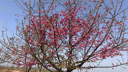 岳阳樱花园第 37 张图片