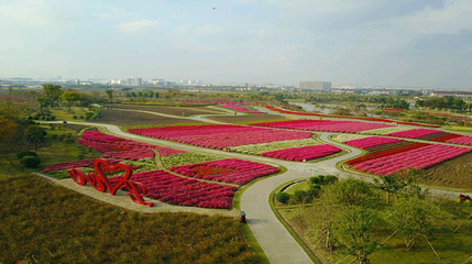 周浦花海第 88 张图片