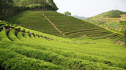 雁南飞茶田景区第 27 张图片