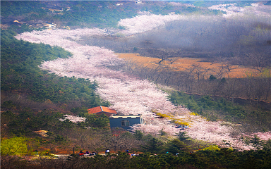 樱花山风景区第 63 张图片