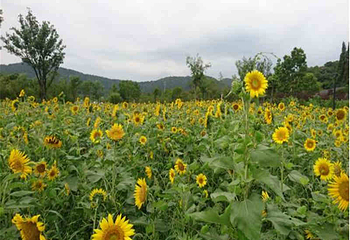 上方山森林动物世界第 44 张图片