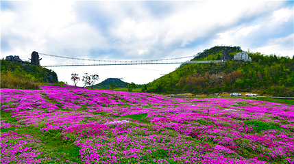 百里杜鹃风景区第 96 张图片