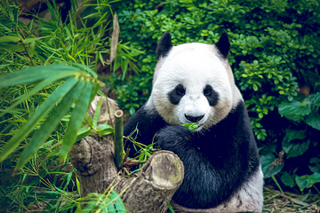 成都大熊猫繁育研究基地第 92 张图片