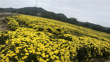 临湘市菊花博览园第 24 张图片