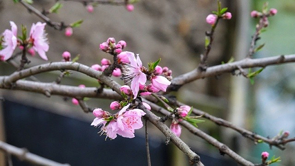 无锡阳山桃花源景区第 6 张图片