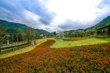 龙茶花海第 3 张图片
