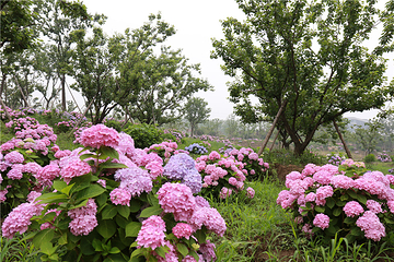 九龙湾花星球第 97 张图片