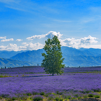解忧公主薰衣草园