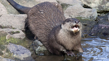 伯明翰自然中心