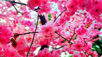 温州樱花园第 9 张图片