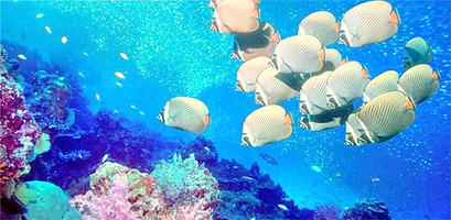 亳州颍淮海洋世界(新世界购物中心店)