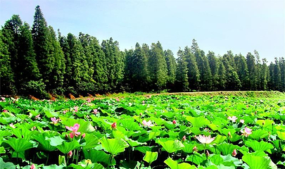清水潭旅游度假区第 1 张图片