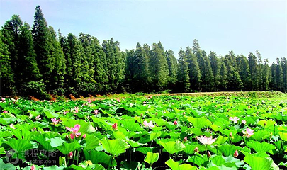 清水潭旅游度假区第 8 张图片