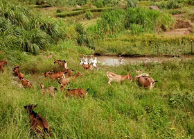 湾坞镇福安农场