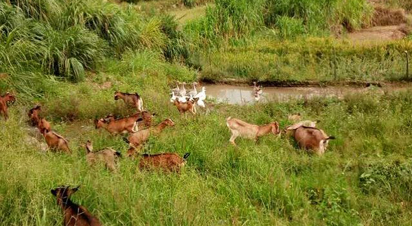 湾坞镇福安农场