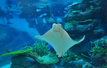 名古屋港水族馆第 23 张图片