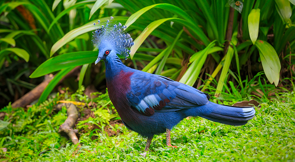 吉隆坡雀鸟公园