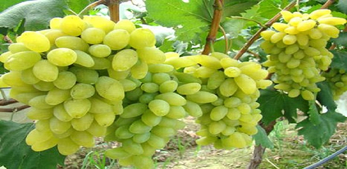 张裕爱斐堡酒庄第 99 张图片