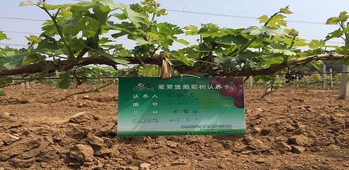 张裕爱斐堡酒庄第 98 张图片