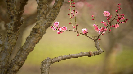 花开海上生态园第 73 张图片