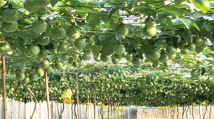 云谷生态园第 25 张图片