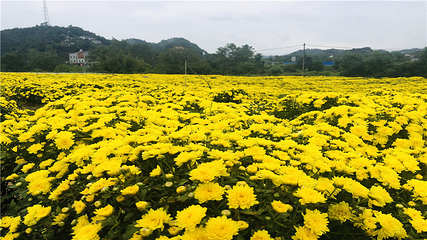 临湘市菊花博览园第 28 张图片