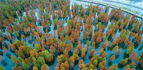 池杉湖国家湿地公园第 43 张图片