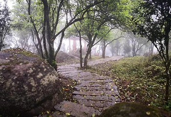 石祖禅茶园第 28 张图片