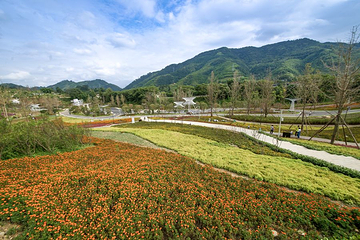 龙茶花海第 13 张图片